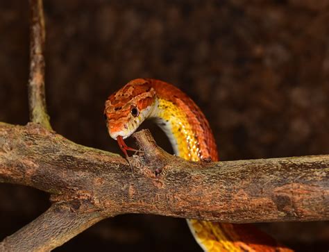 The Top 10 Best Snake Pets to Own - Allan's Pet Center