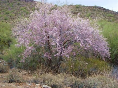 How to Grow an Ironwood Tree: Mother of the Sonoran Desert | Happy DIY Home