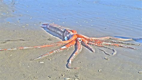 Stunningly intact giant squid washes ashore in South Africa | Live Science