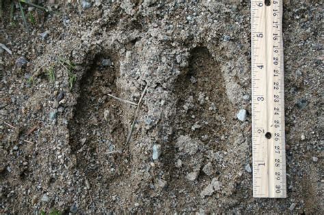 wild boar tracks Archives | MyNature Apps