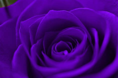 [100+] Purple Rose Wallpapers | Wallpapers.com