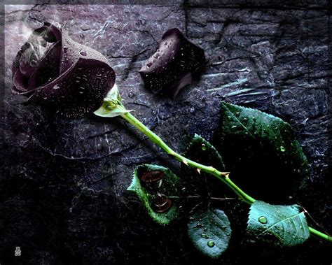 Black Rose Wallpapers - Wallpaper Cave