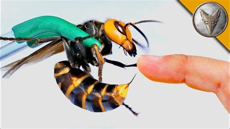 STUNG by a GIANT HORNET! | Hveps, Gedehams, Verden