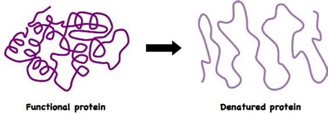 Denatured Enzyme Diagram