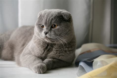 World's 10 Cutest Cat Breeds - 10 Most Today