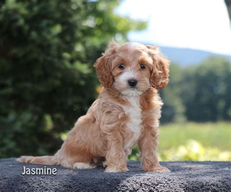 Are Cockapoo Puppies