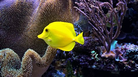 75 Gallon Saltwater Aquarium Stocking Ideas - Aquarium Views