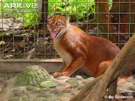 Borneo Bay Cat (Catopuma badia) Classification / Taxonomy