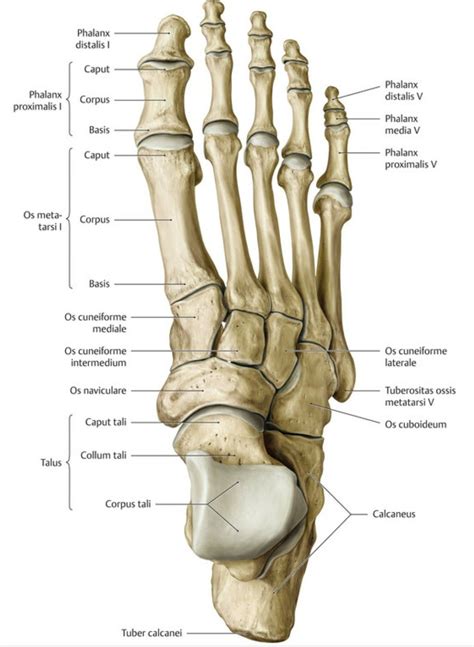 Pin on Anatomy Reference