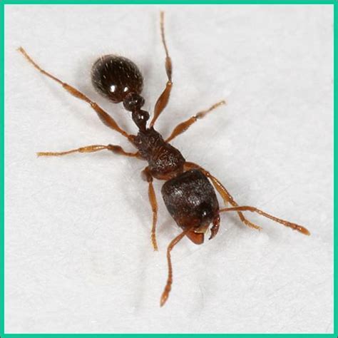 Pavement Ants - Plant & Pest Diagnostics