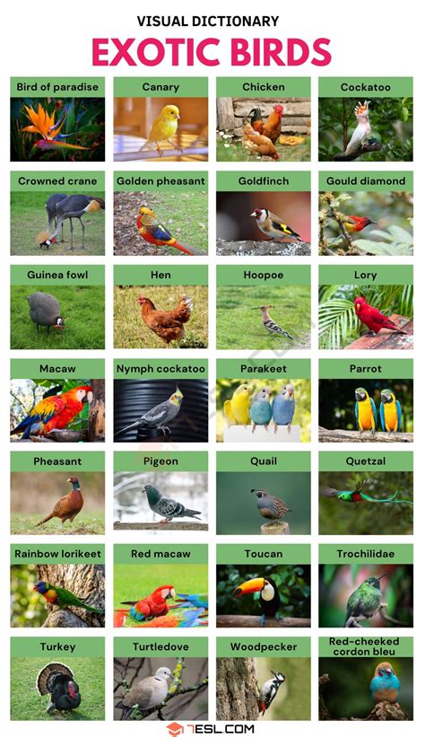 Exotic Birds Names with Facts and Pictures • 7ESL