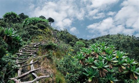 Hiking the Virunga Mountains in Rwanda 2022 | Mount Gahinga