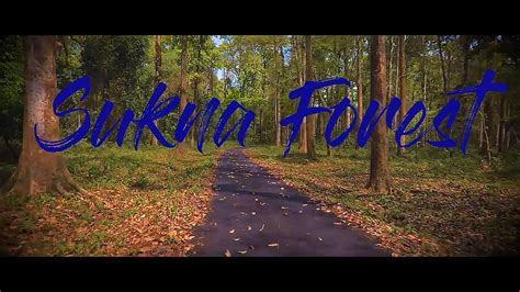 SUKNA FOREST SILIGURI| A DAY TRIP TO BEAUTIFUL FOREST | Beautiful ...