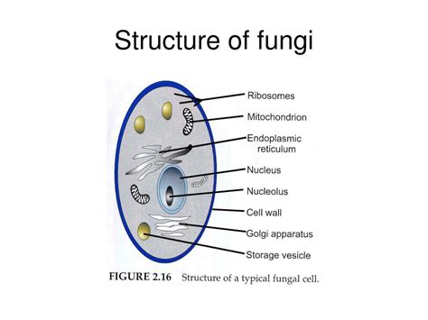 [DIAGRAM] Cell Label Diagram Fungus - MYDIAGRAM.ONLINE