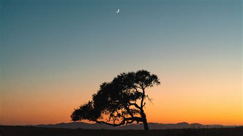 Download wallpaper 3840x2160 tree, sunset, moon, sky 4k uhd 16:9 hd ...