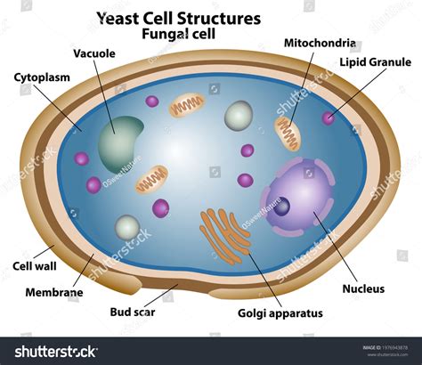 18,308 Structure Fungus Images, Stock Photos & Vectors | Shutterstock