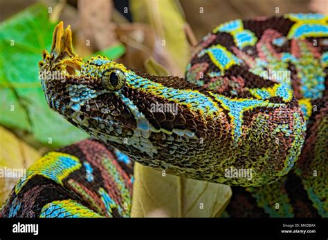 Portrait of Arrowhead viper (Bitis nasicornis) on leaves Stock Photo ...