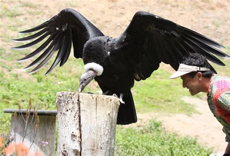 Andean condor wingspan - accountingbinger