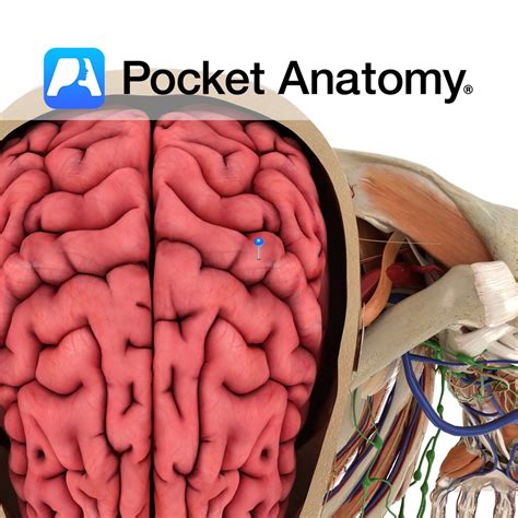 Postcentral gyrus - Pocket Anatomy