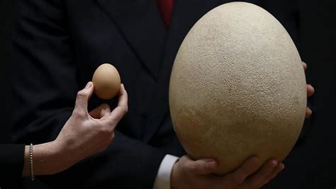 wordlessTech | Giant Elephant bird egg up for Auction