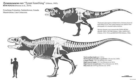 Scotty Tyrannosaurus rex skeletal restoration 2022 by Paleonerd01 on ...