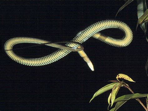 Fascinating Study: Deep Secrets Of Flying Snakes Revealed ...