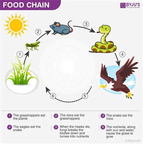 Food Web - Producers, Primary, Secondary and Tertiary Consumers