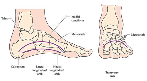 The Arches Of The Foot Longitudinal Transverse TeachMeAnatomy | 6b.u5ch.com