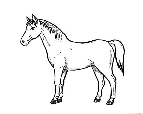 Horse drawing – Line art illustrations