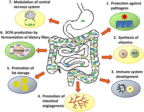 What is the microbiome? | ADC Education & Practice Edition