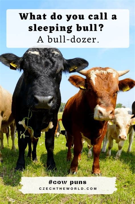 155 Best Cow Puns and Jokes that are Simply Legen-dairy!