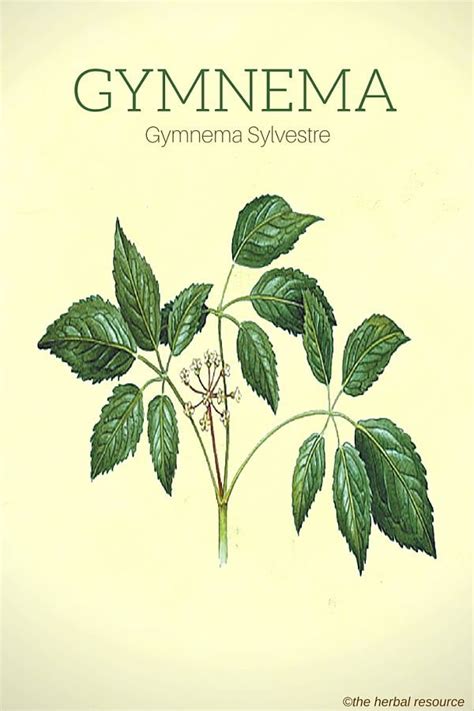 Gymnema Sylvestre – Health Benefits and Side Effects | Medicinal herbs ...