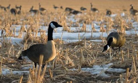 SX Life Size Canada Goose Decoys Combo Pack (Flocked) – Hunter NZ