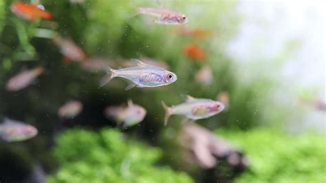 Mastering Ember Tetra Breeding: A Comprehensive Guide