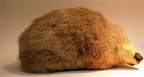 Giant golden mole - Facts, Diet, Habitat & Pictures on Animalia.bio