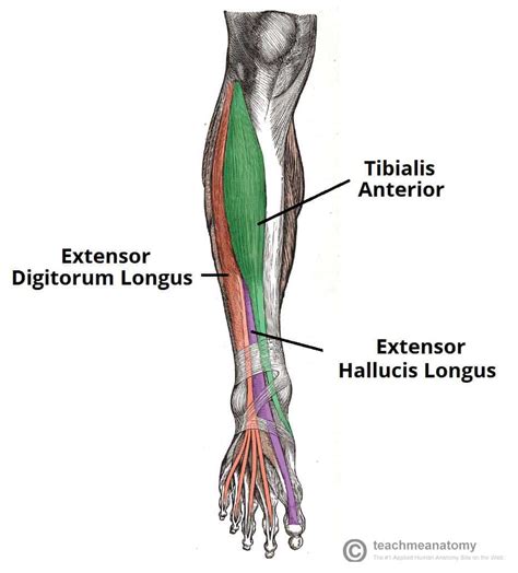 Self Lecture - Clinically Important Aspects of Lower Limb Anatomy Part ...