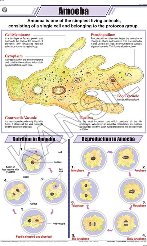 Amoeba For Zoology Chart at Rs 160/piece | Karol Bagh | New Delhi| ID ...