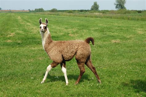 Young llama Free Photo Download | FreeImages