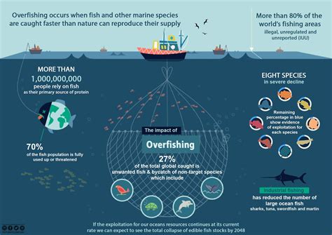 Overfishing | Fish activities, Science projects, Infographic