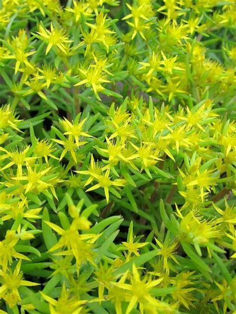 Sedum lineare (Needle Stonecrop) - World of Succulents