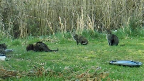 Feral cats colony - YouTube