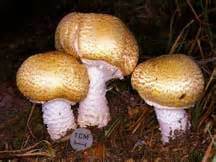 Agaricus Blazei Cultivation | Unicorn Bags