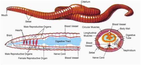 Anatomy Of Earthworm Class 11 Ppt - Human Anatomy