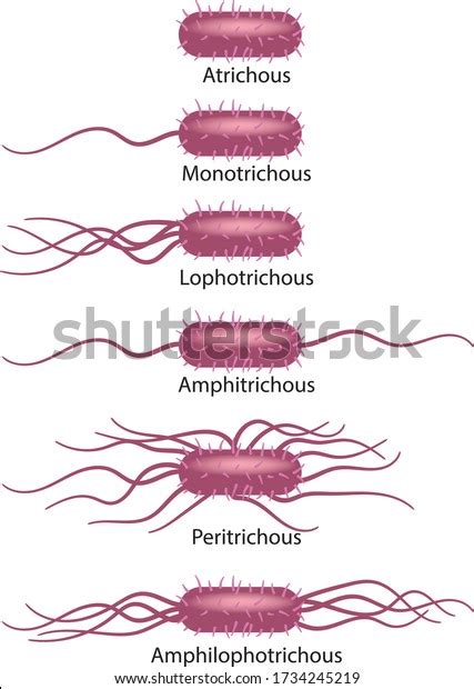 107 Bacterial Flagella Types Royalty-Free Images, Stock Photos ...