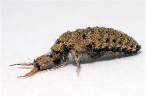 Real Monstrosities: Antlion