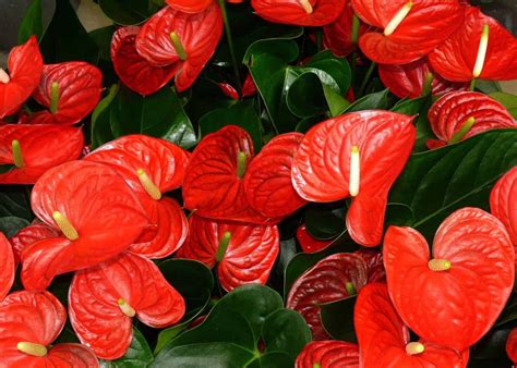 Red peace lily ️ Plant care and growing guide