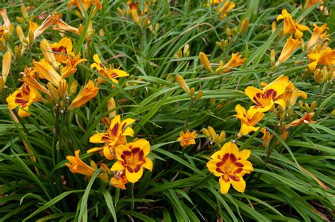 How to Grow and Care for Daylilies