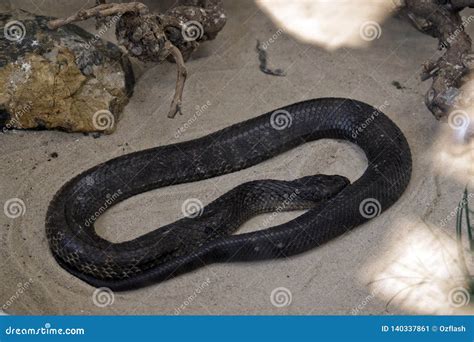 A tiger snake stock image. Image of australia, snake - 140337861