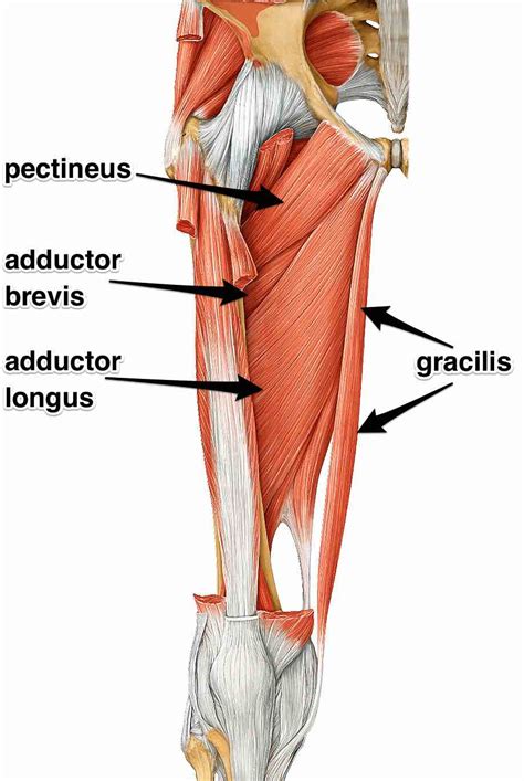 The Adductor Muscles, Their Attachments and Actions - Yoganatomy