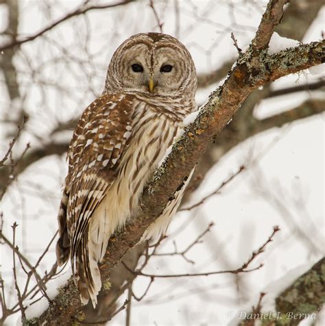 Daniel Berna Photography: Barred Owl